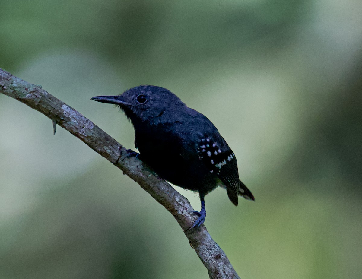 White-flanked Antwren - ML643848597