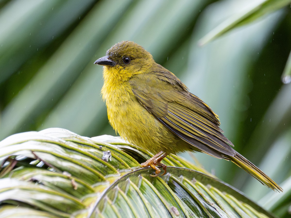 Mitrospin viréon - ML643848599