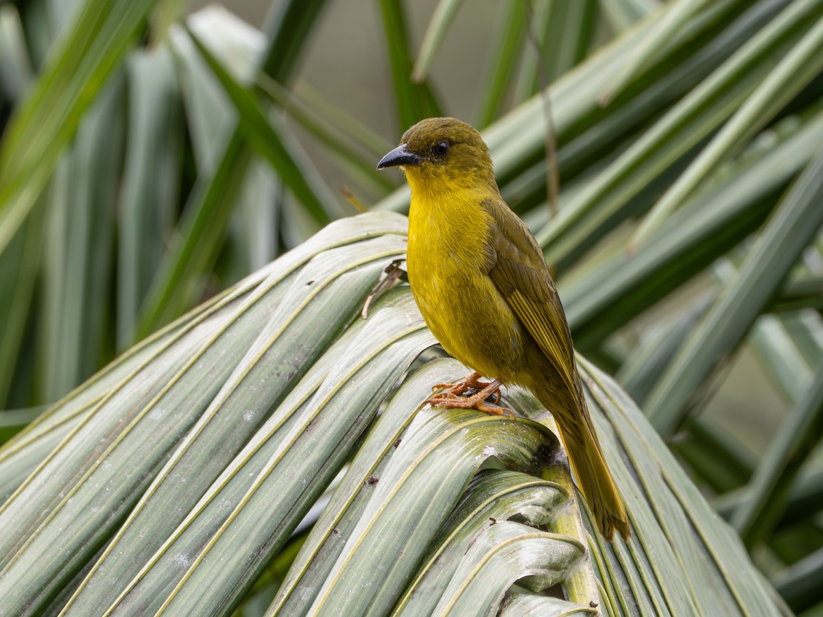 Mitrospin viréon - ML643848600