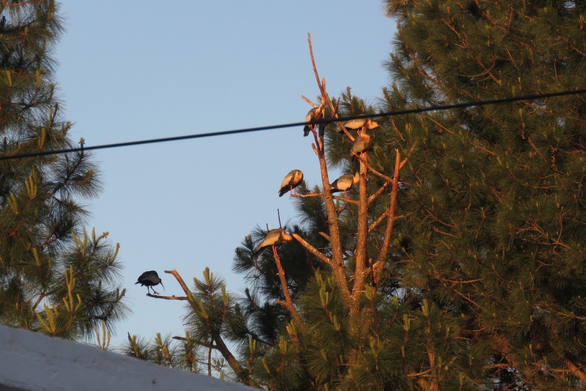 Светлошейный ибис - ML643848602