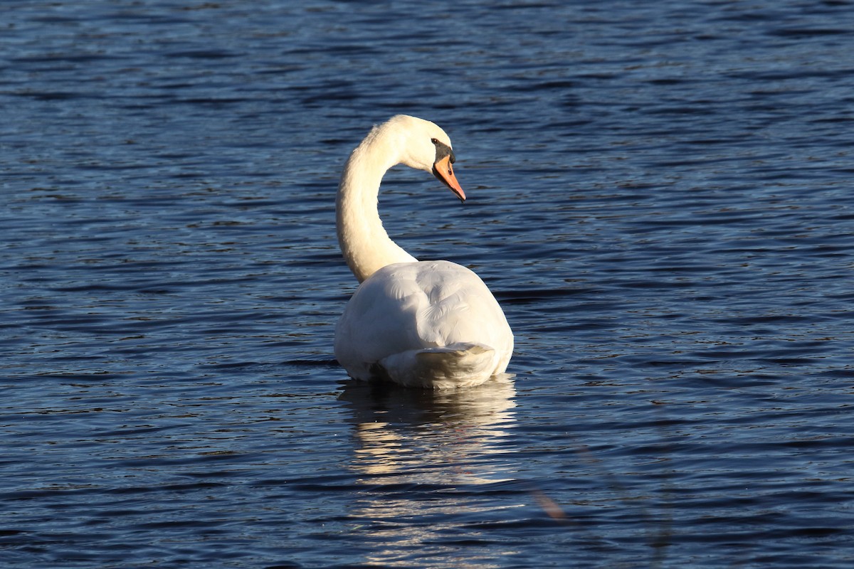 Mute Swan - ML643848605