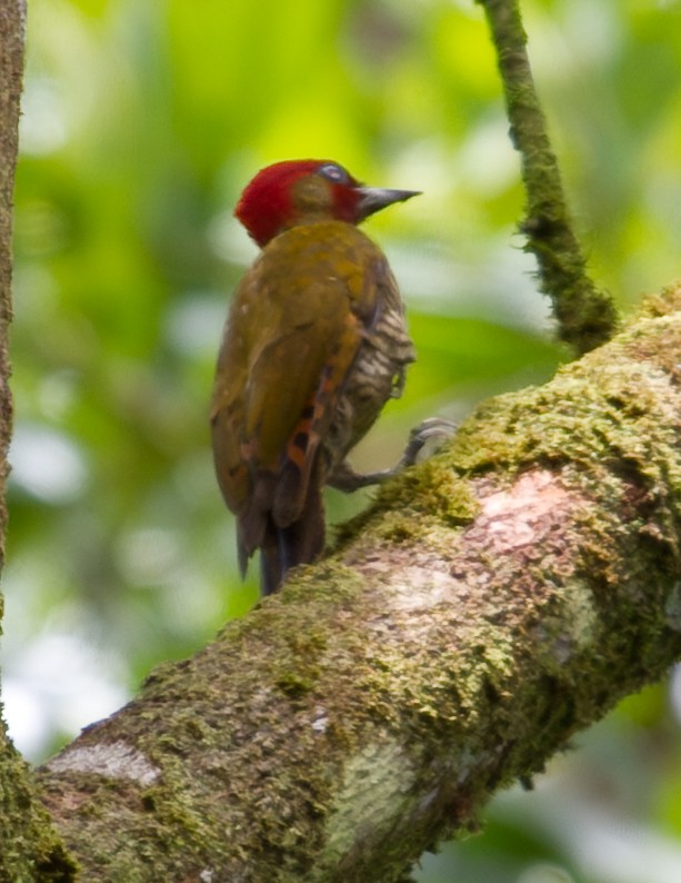 Rufous-winged Woodpecker - ML643848609