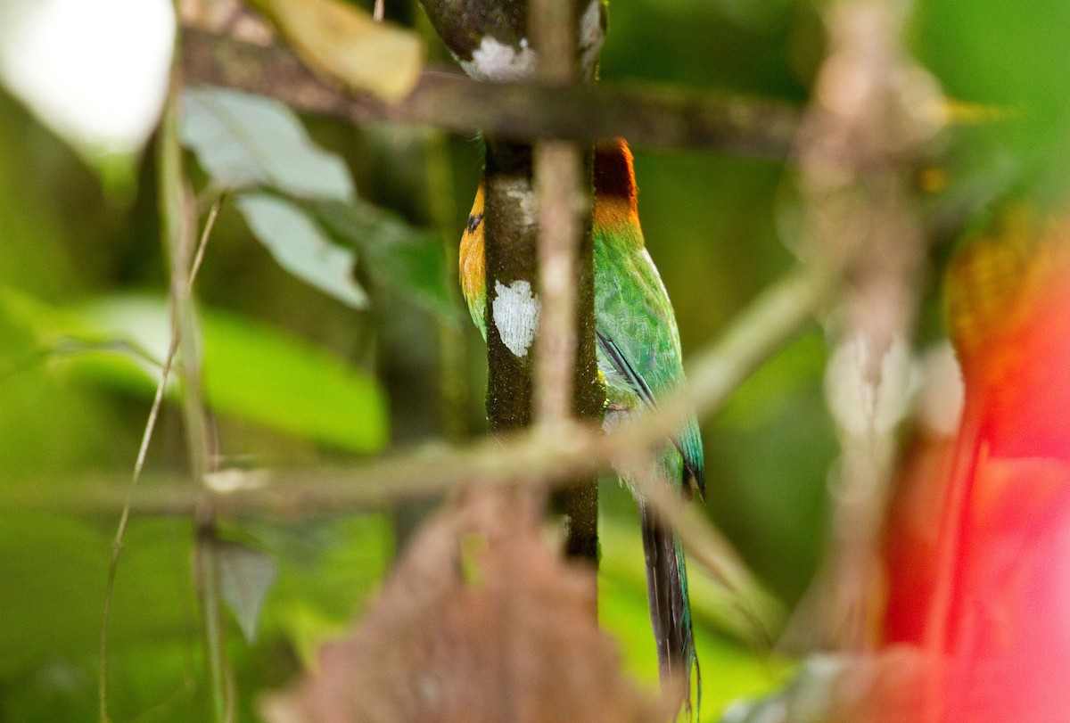 Broad-billed Motmot - ML643848620