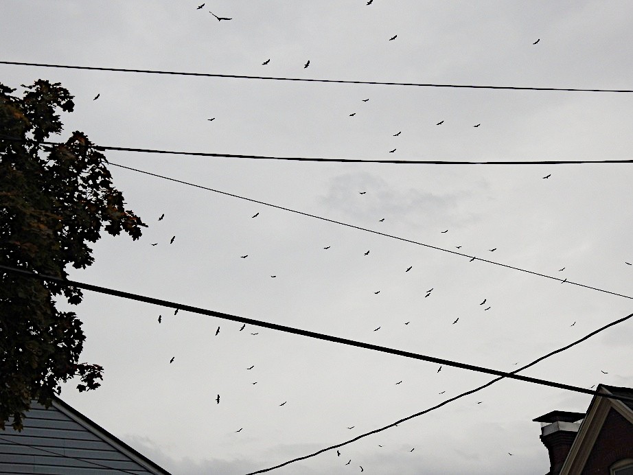 Turkey Vulture - ML643848621