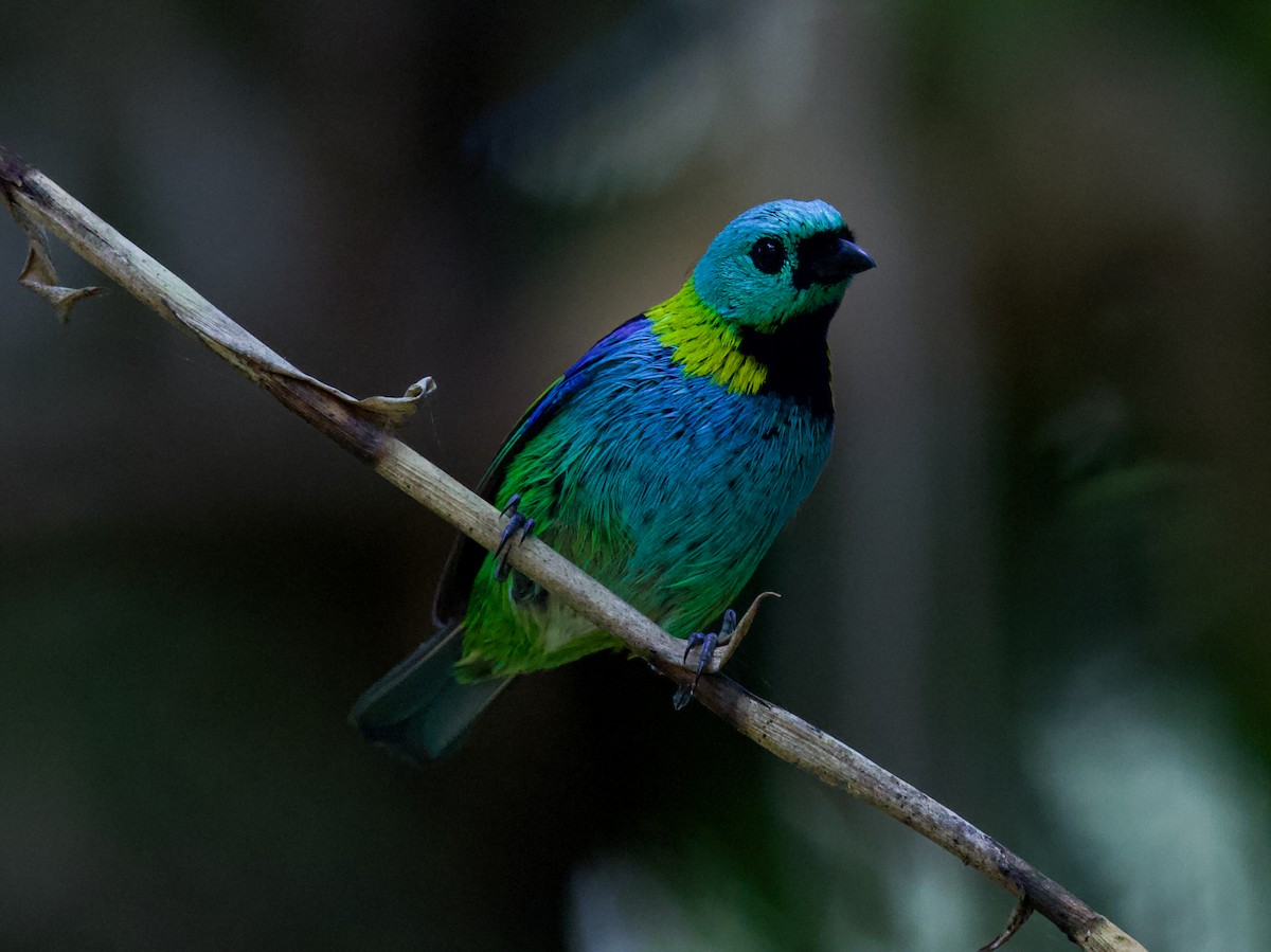 Green-headed Tanager - ML643848624