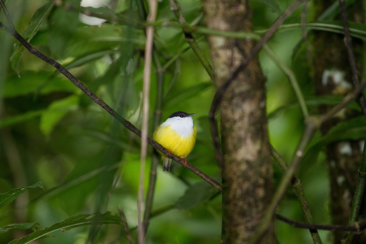 White-collared Manakin - ML643848625