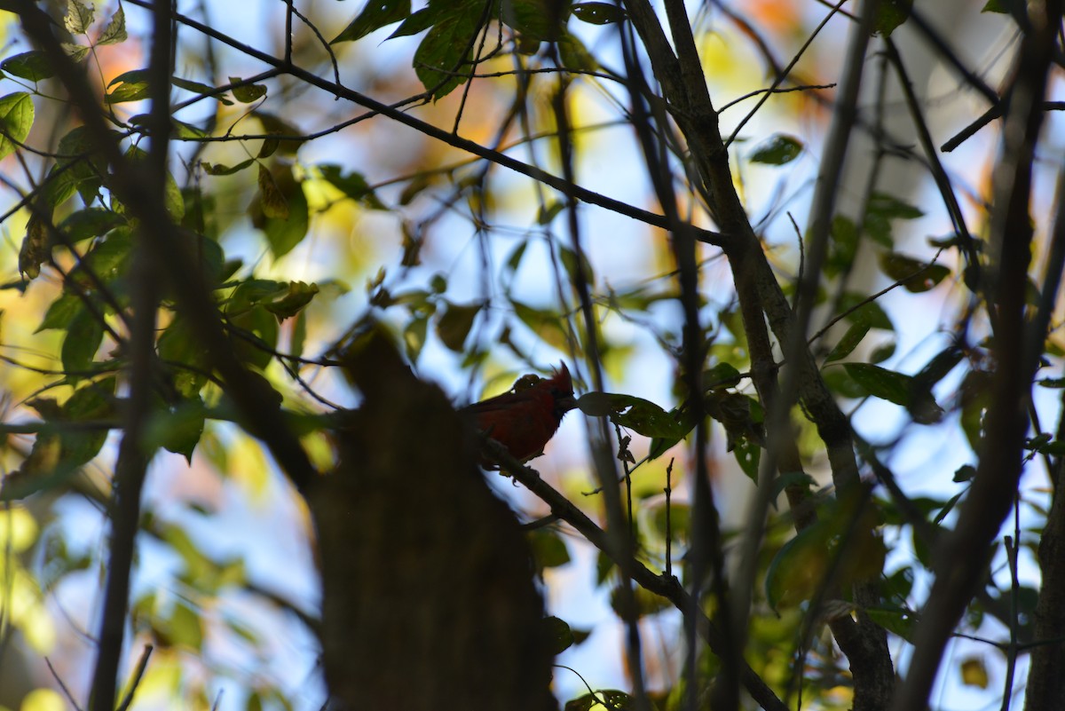 Cardinal rouge - ML643848629