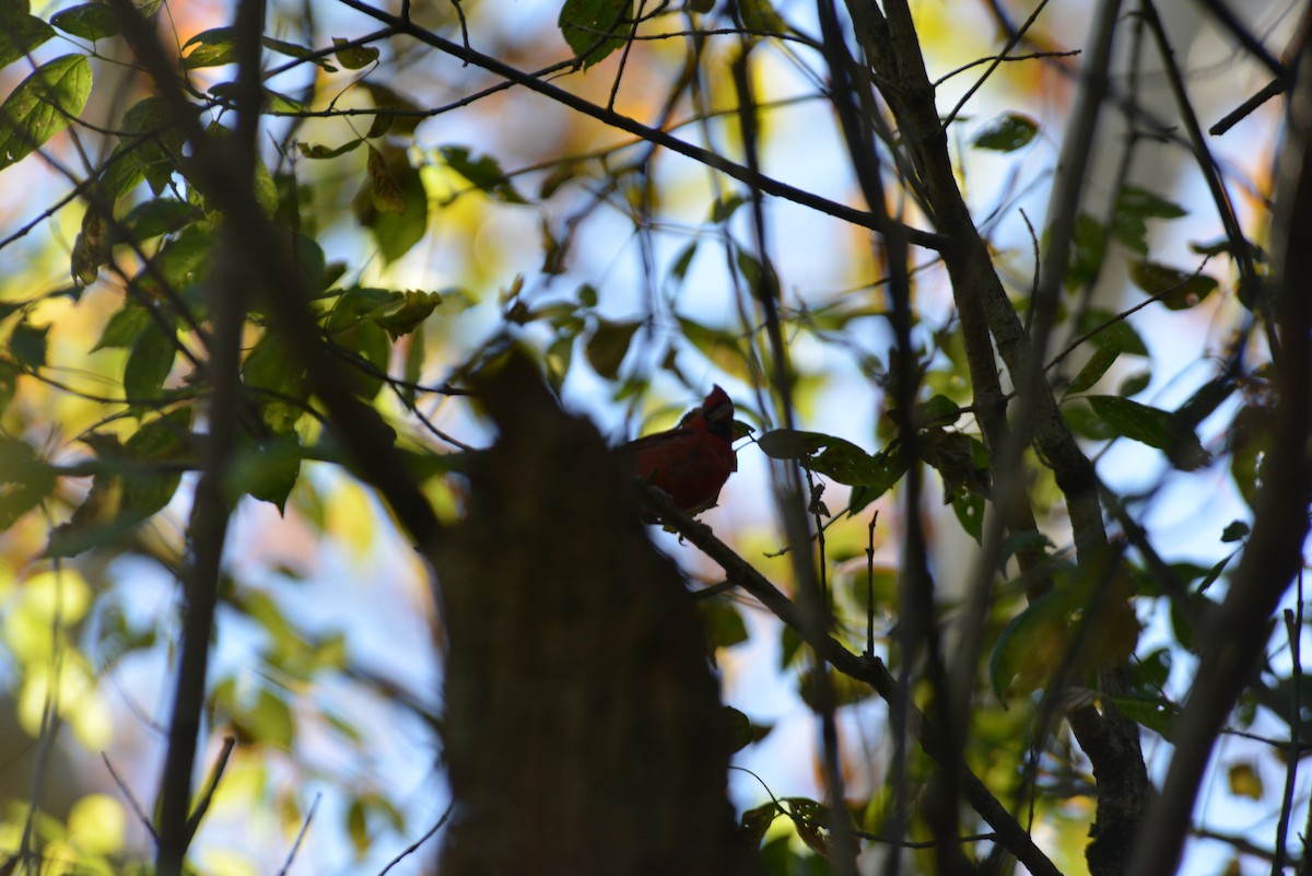 Cardinal rouge - ML643848630