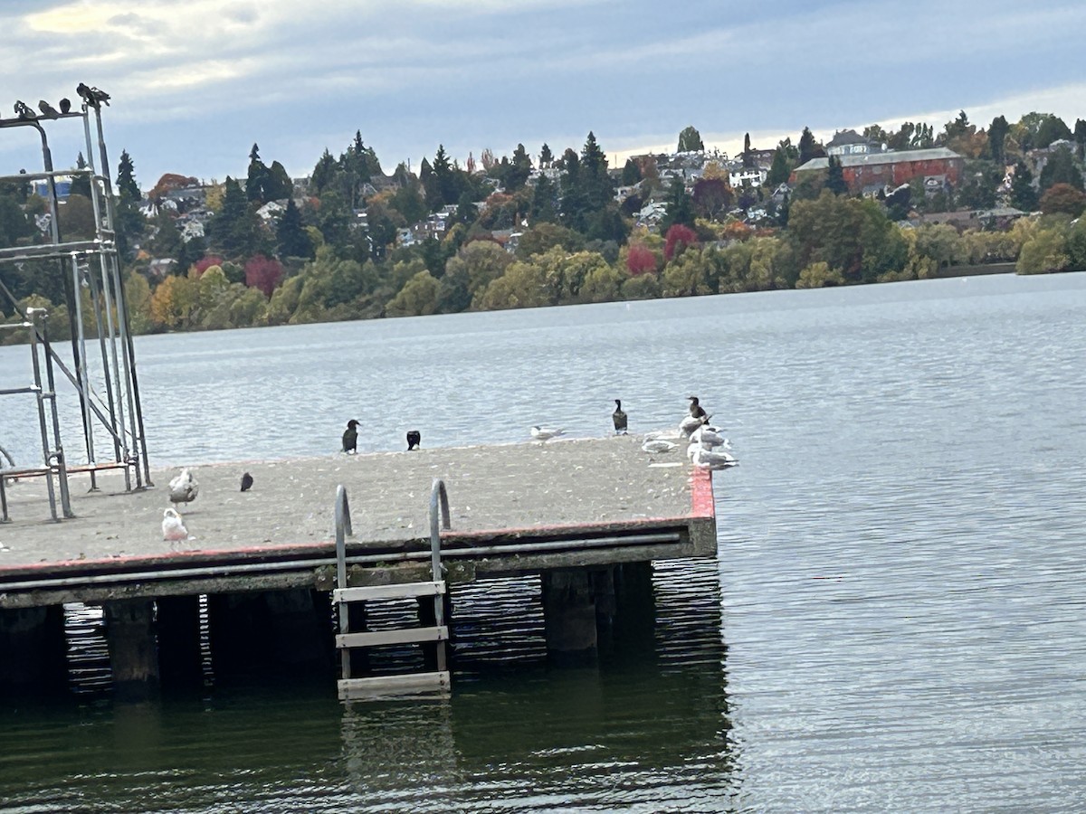 Caspian Tern - ML643848642