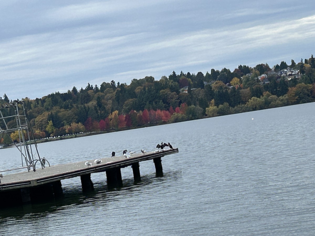 Caspian Tern - ML643848643