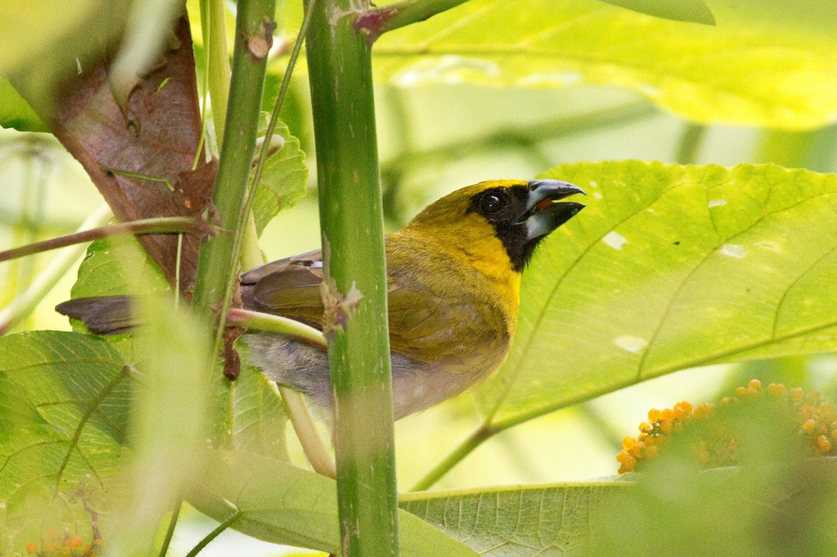 シロハラキミドリイカル - ML643848650