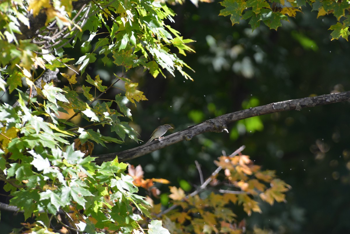 Chipping Sparrow - ML643848657