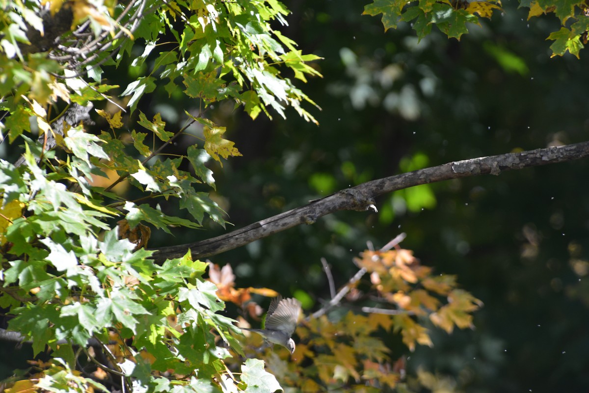 Chipping Sparrow - ML643848658