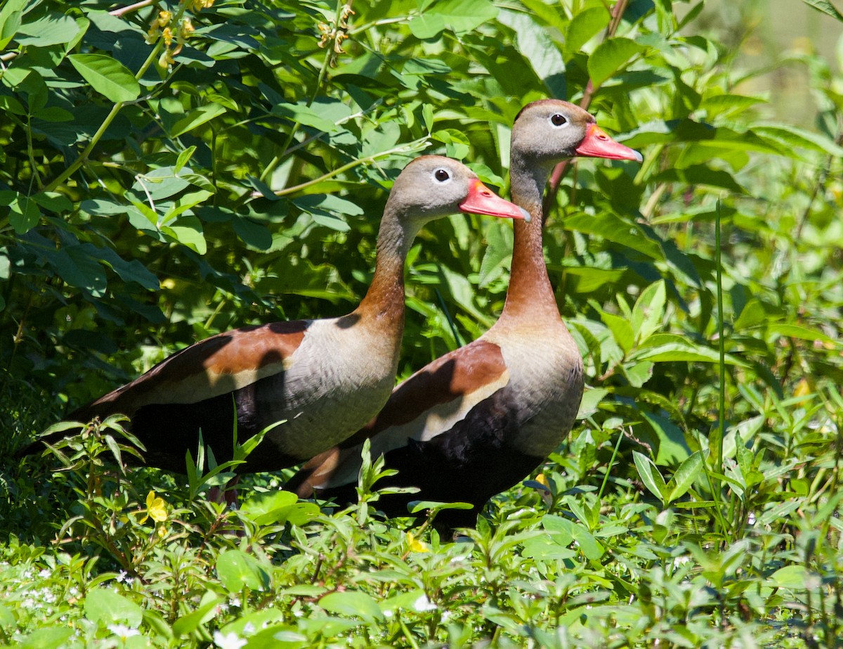 Black-bellied Whistling-Duck - ML643848665