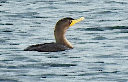 Double-crested Cormorant - ML643848685