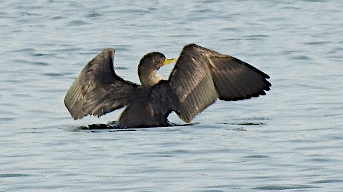 Double-crested Cormorant - ML643848687