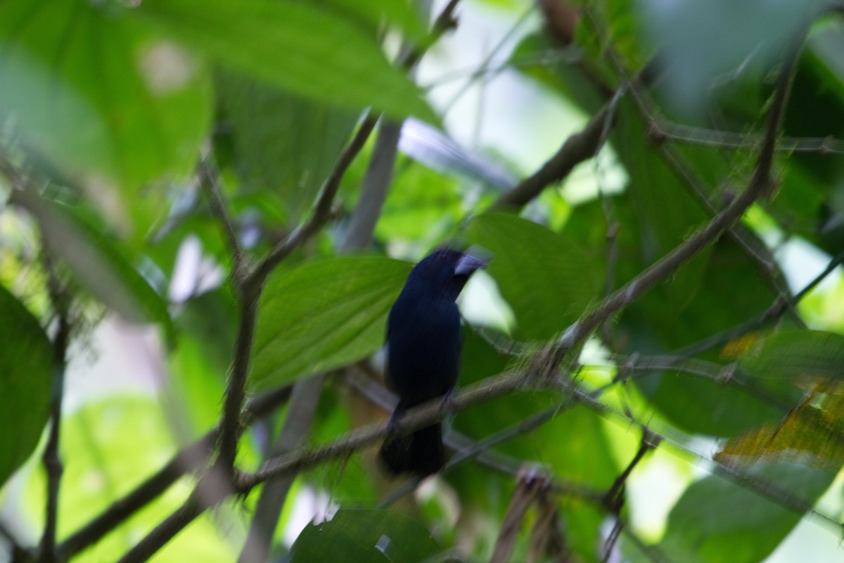 Meksika Çivit Kocabaşı - ML643848691