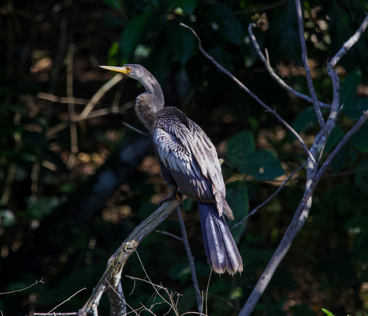 Anhinga - ML643848693