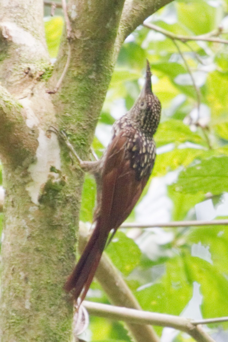 Black-striped Woodcreeper - ML643848702