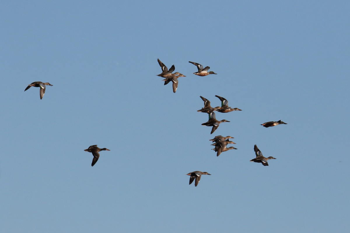Northern Shoveler - ML643848706