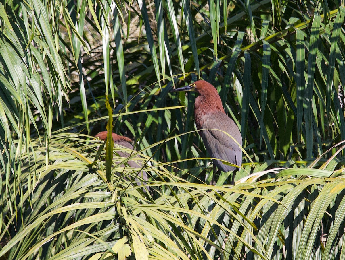 Rufescent Tiger-Heron - ML643848707