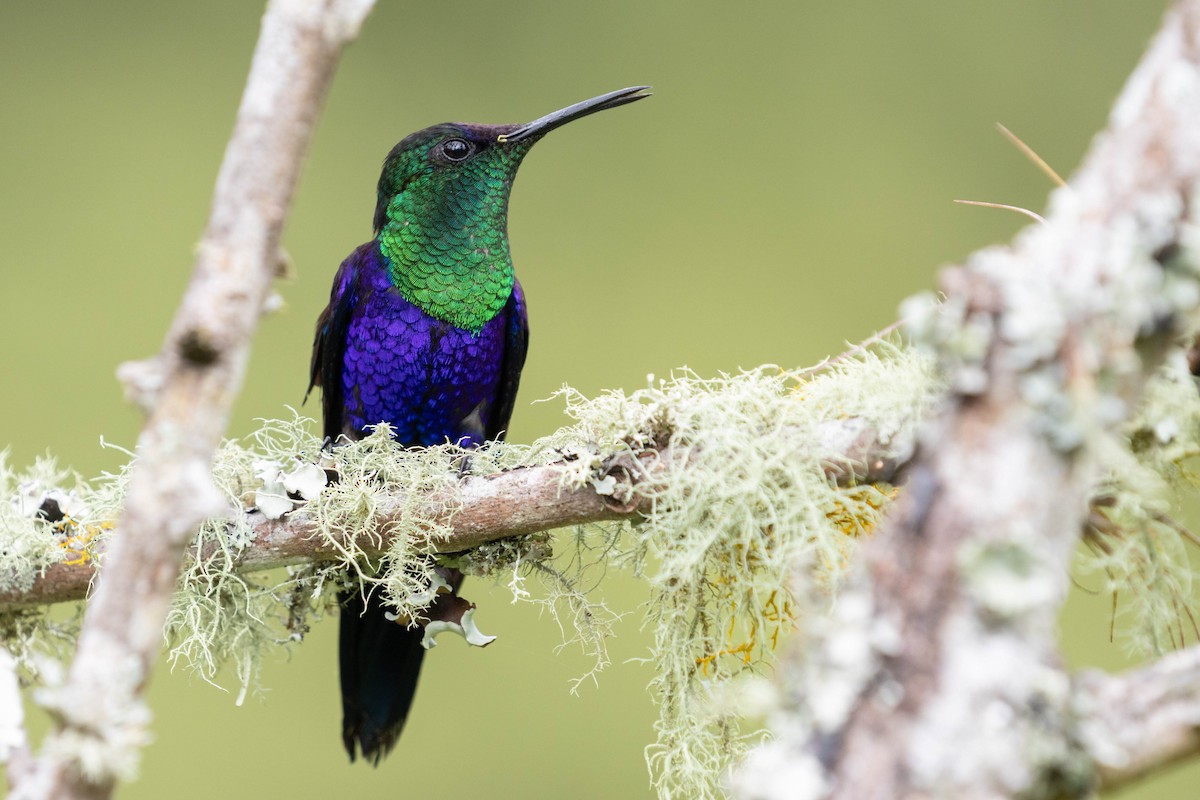 Crowned Woodnymph - ML643848712