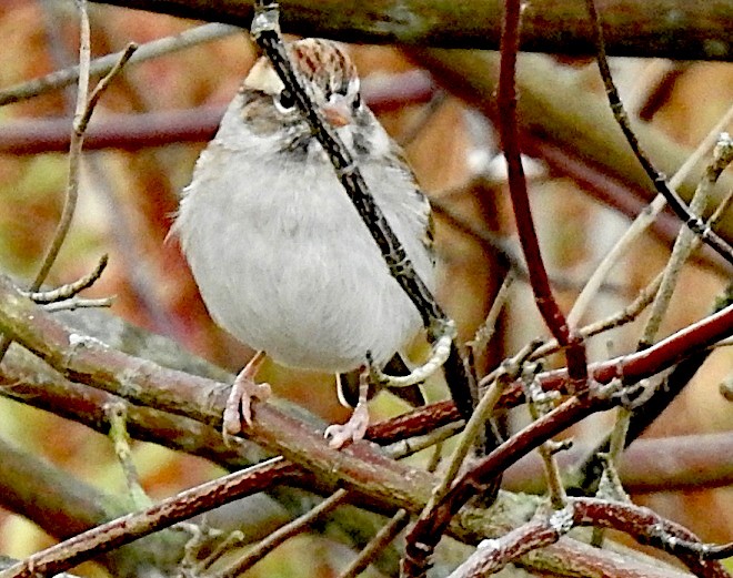Chipping Sparrow - ML643848716