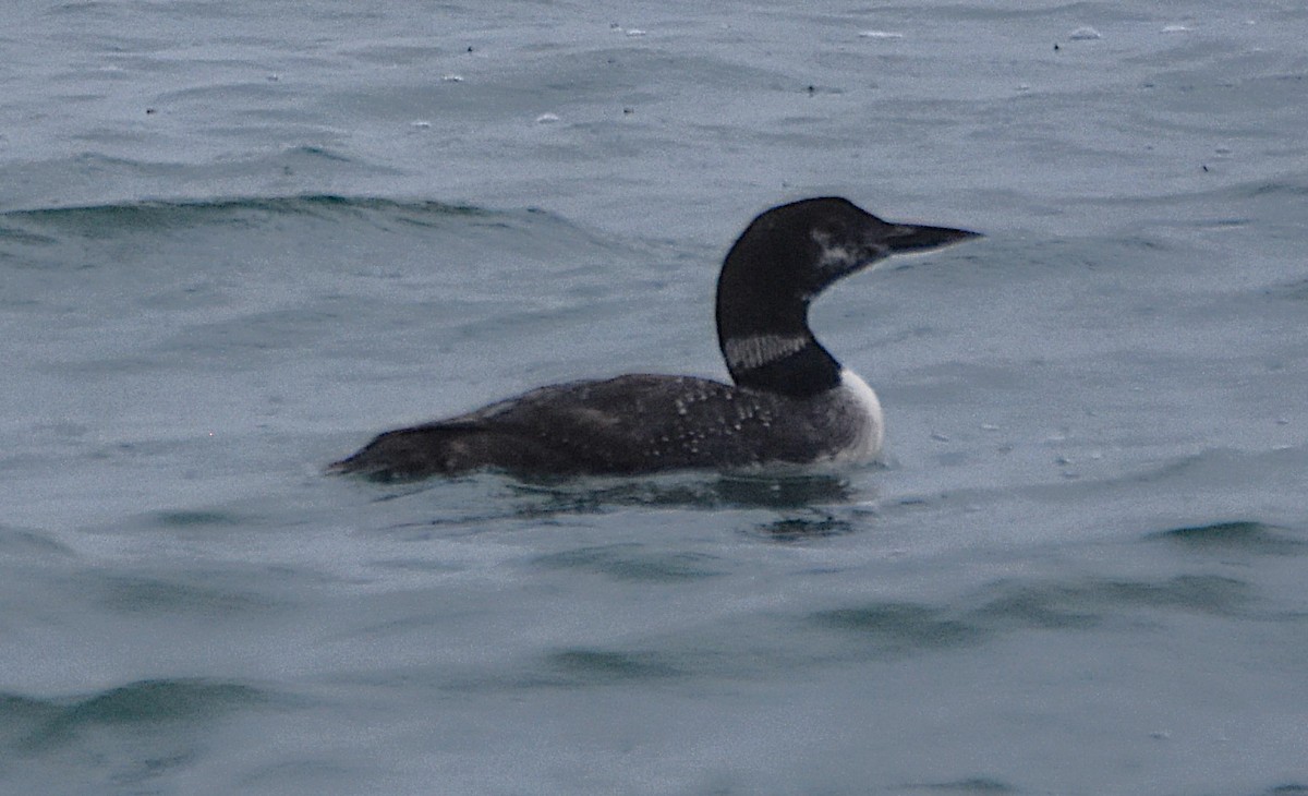 Common Loon - ML643848718