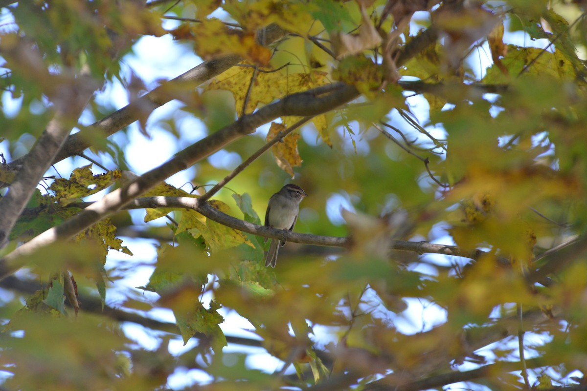 Chipping Sparrow - ML643848720