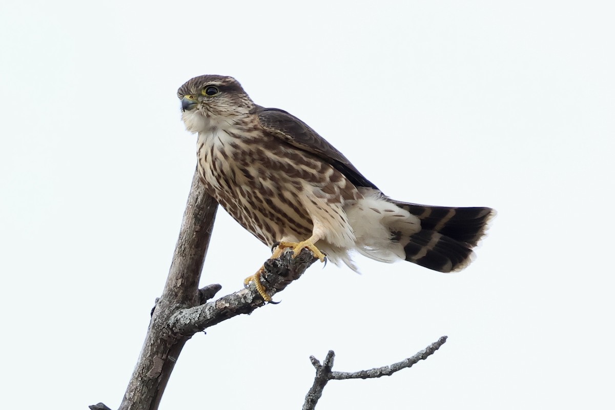 灰背隼 - ML643848726