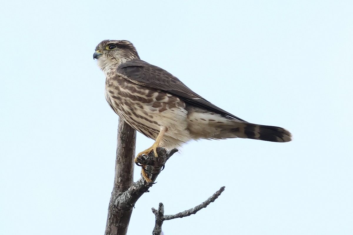 灰背隼 - ML643848728