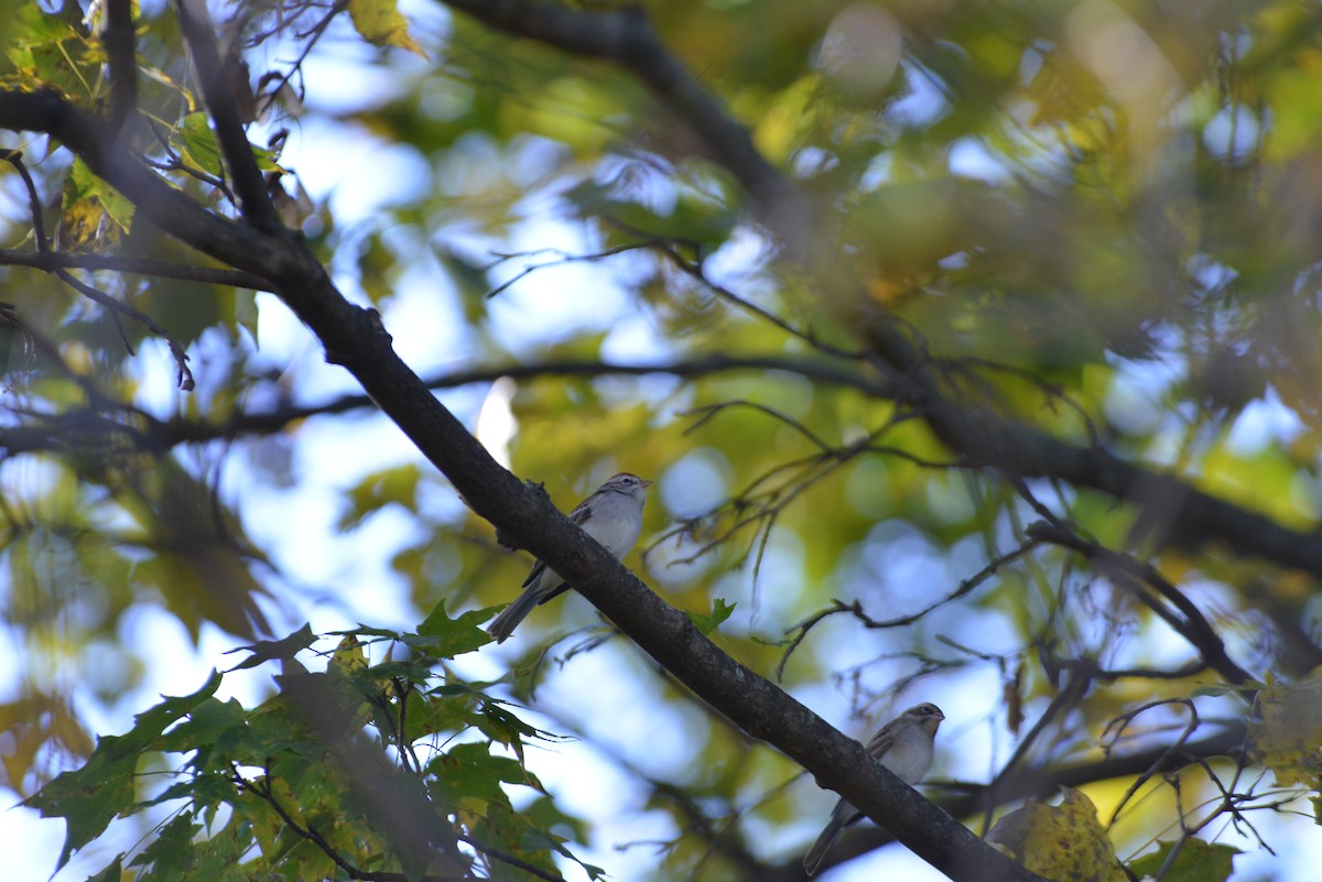 Chipping Sparrow - ML643848729