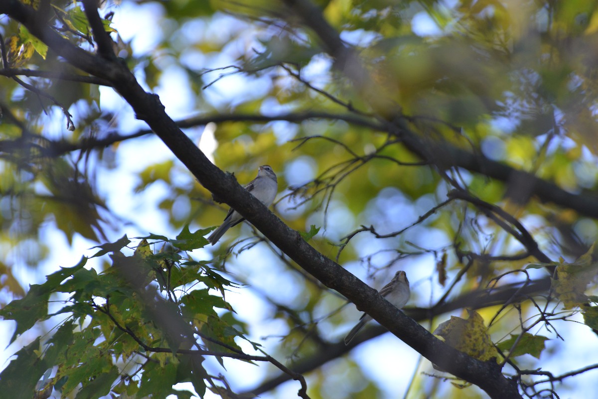 Chipping Sparrow - ML643848734