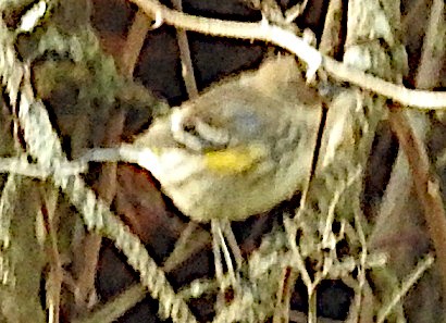 Yellow-rumped Warbler - ML643848735
