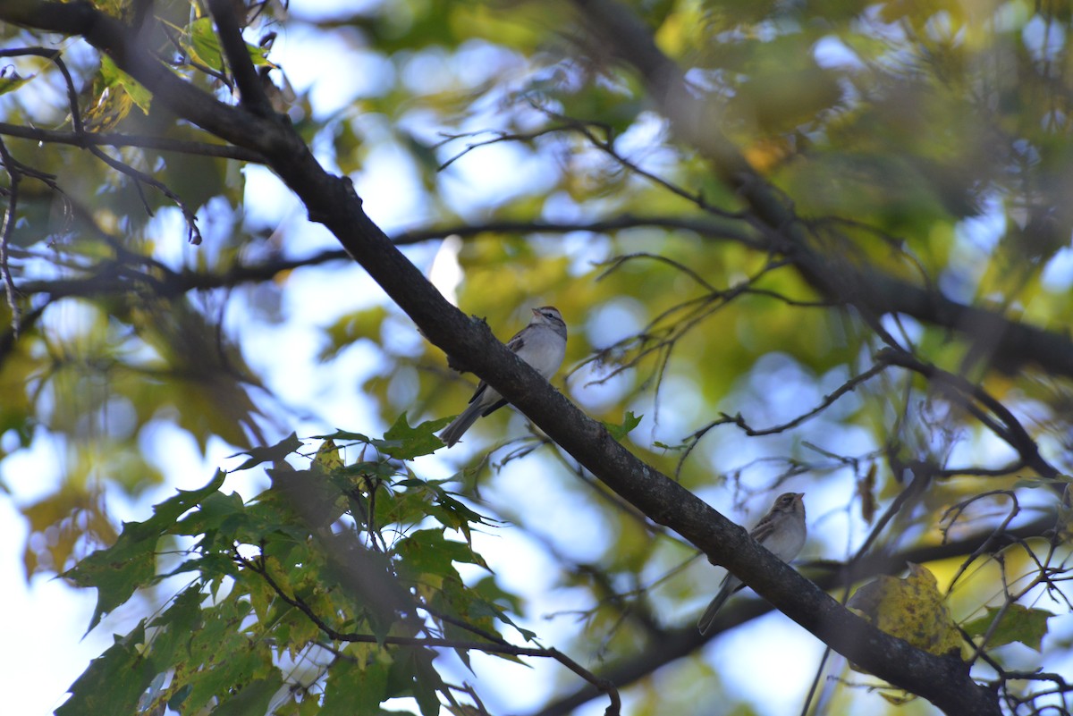 Chipping Sparrow - ML643848736