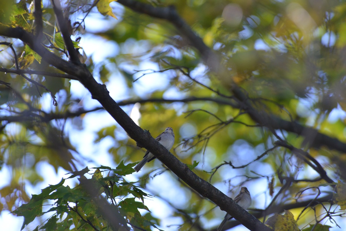 Chipping Sparrow - ML643848737