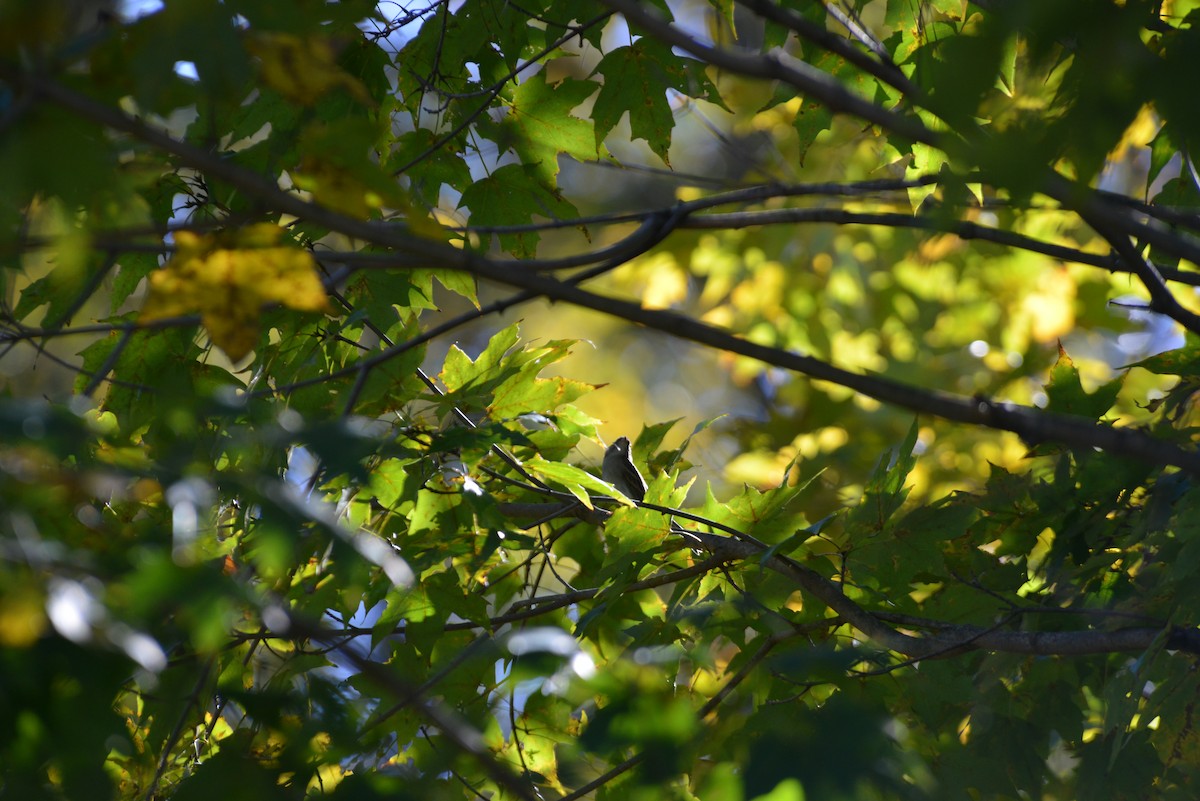 Chipping Sparrow - ML643848738