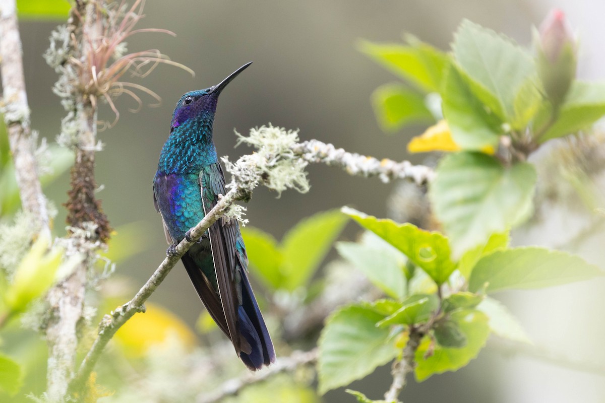 Sparkling Violetear - ML643848742