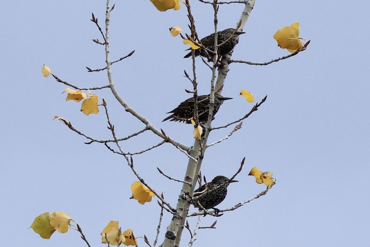 歐洲椋鳥 - ML643848749