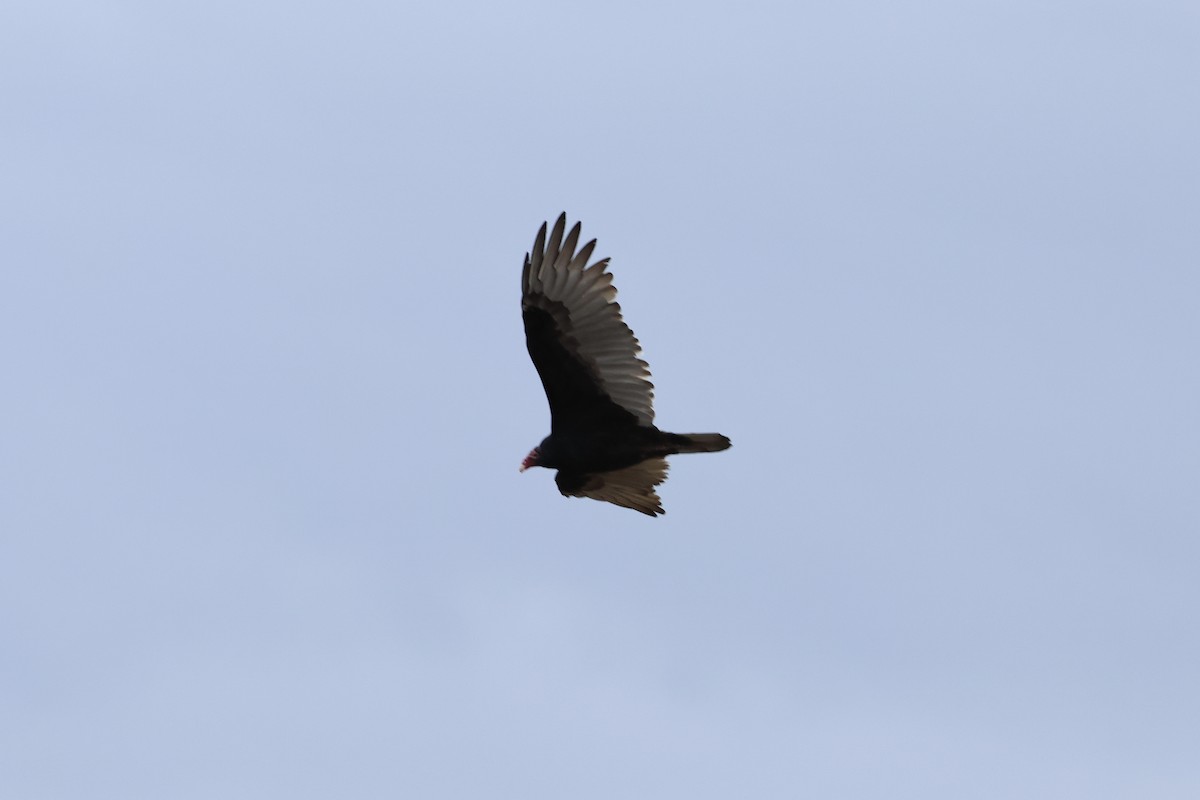 Turkey Vulture - ML643848764