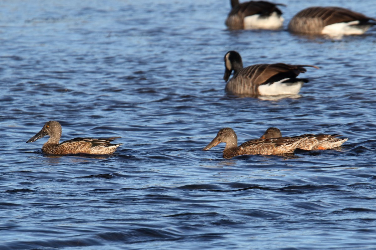 Northern Shoveler - ML643848779