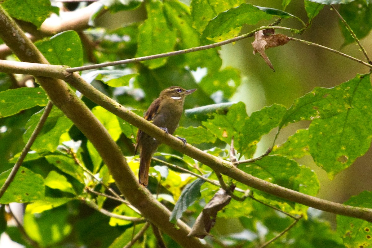 Northern Plain-Xenops - ML643848782