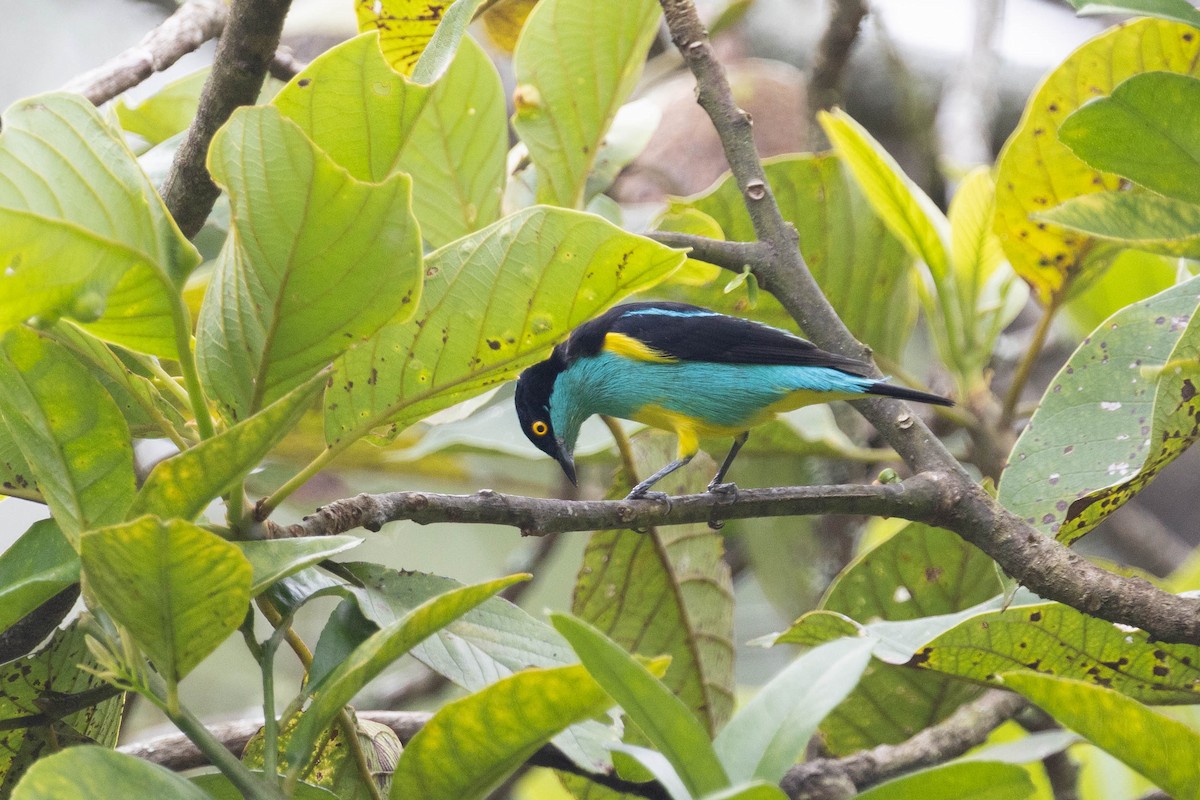 Yellow-tufted Dacnis - ML643848785