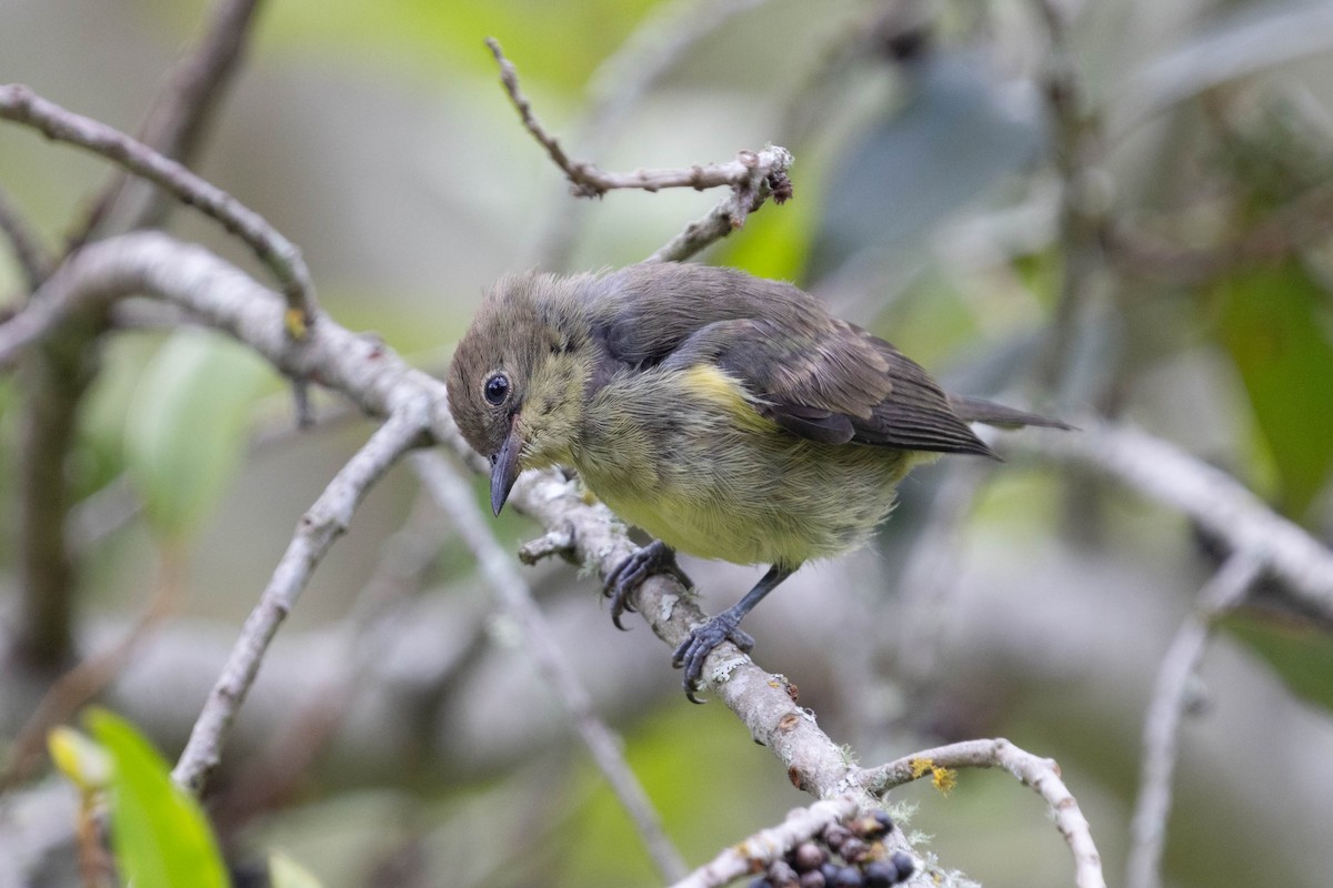 Yellow-tufted Dacnis - ML643848786