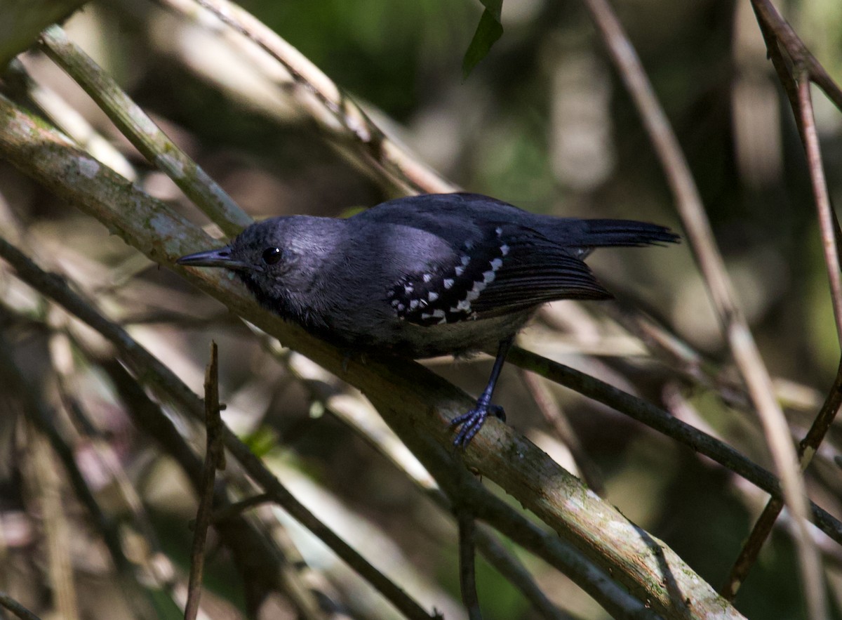 White-flanked Antwren - ML643848789