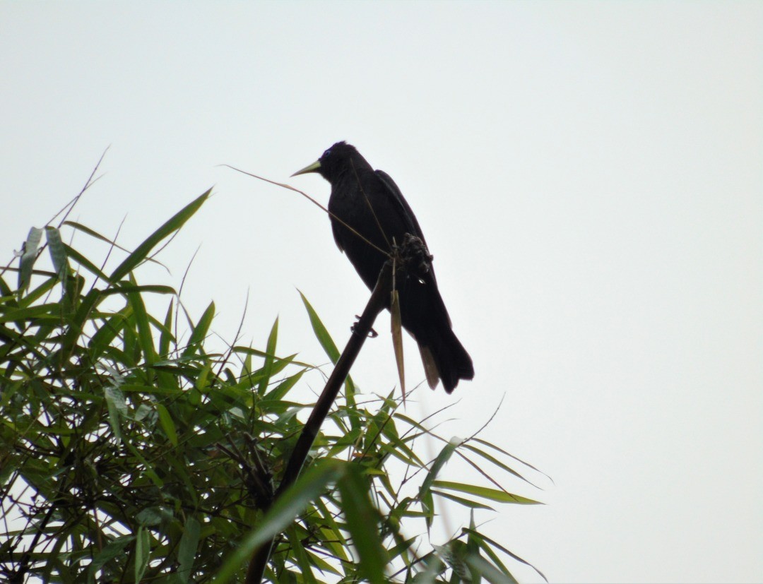 Red-rumped Cacique - ML643848790