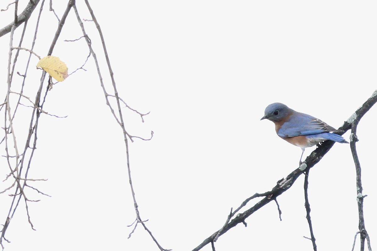 Eastern Bluebird - ML643848793