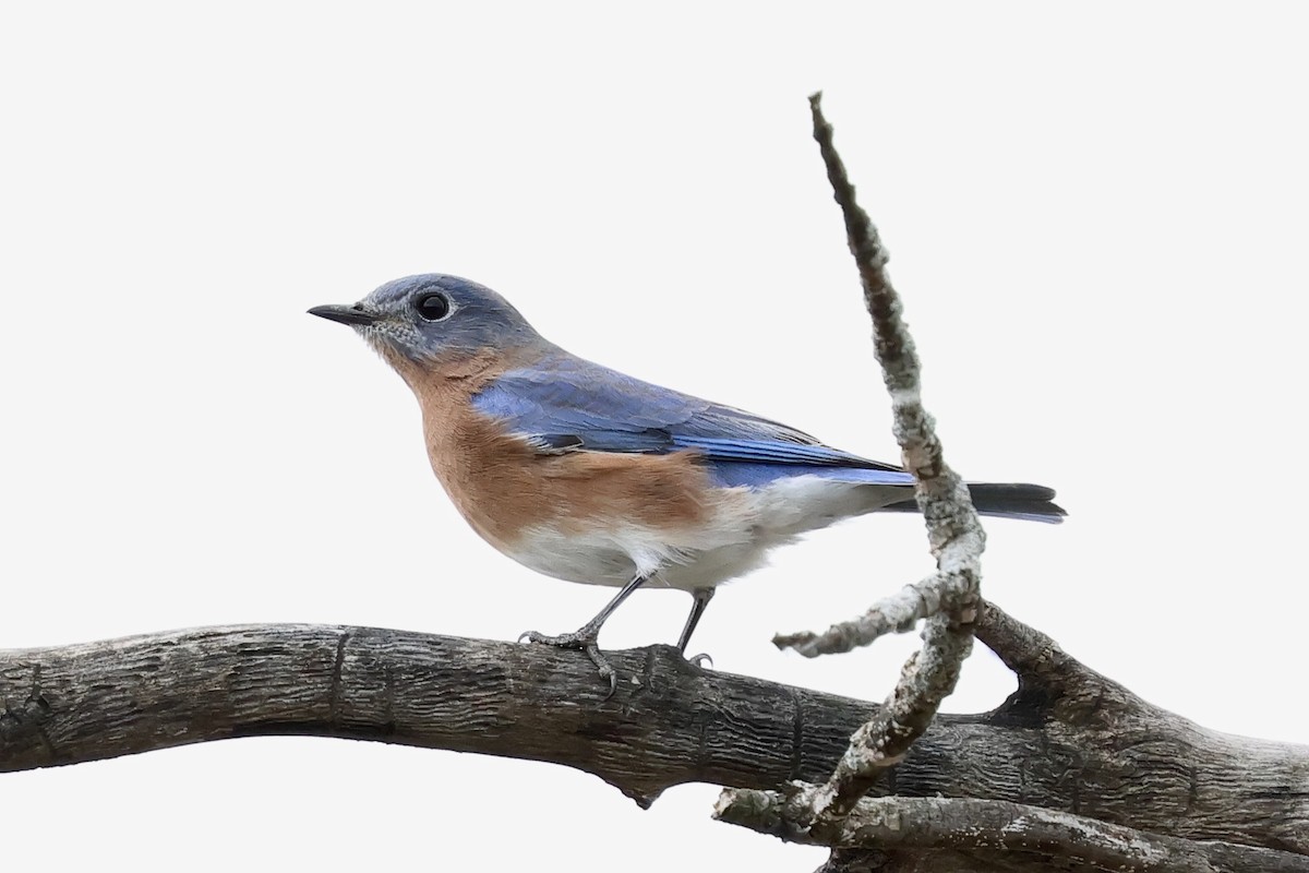 Eastern Bluebird - ML643848794