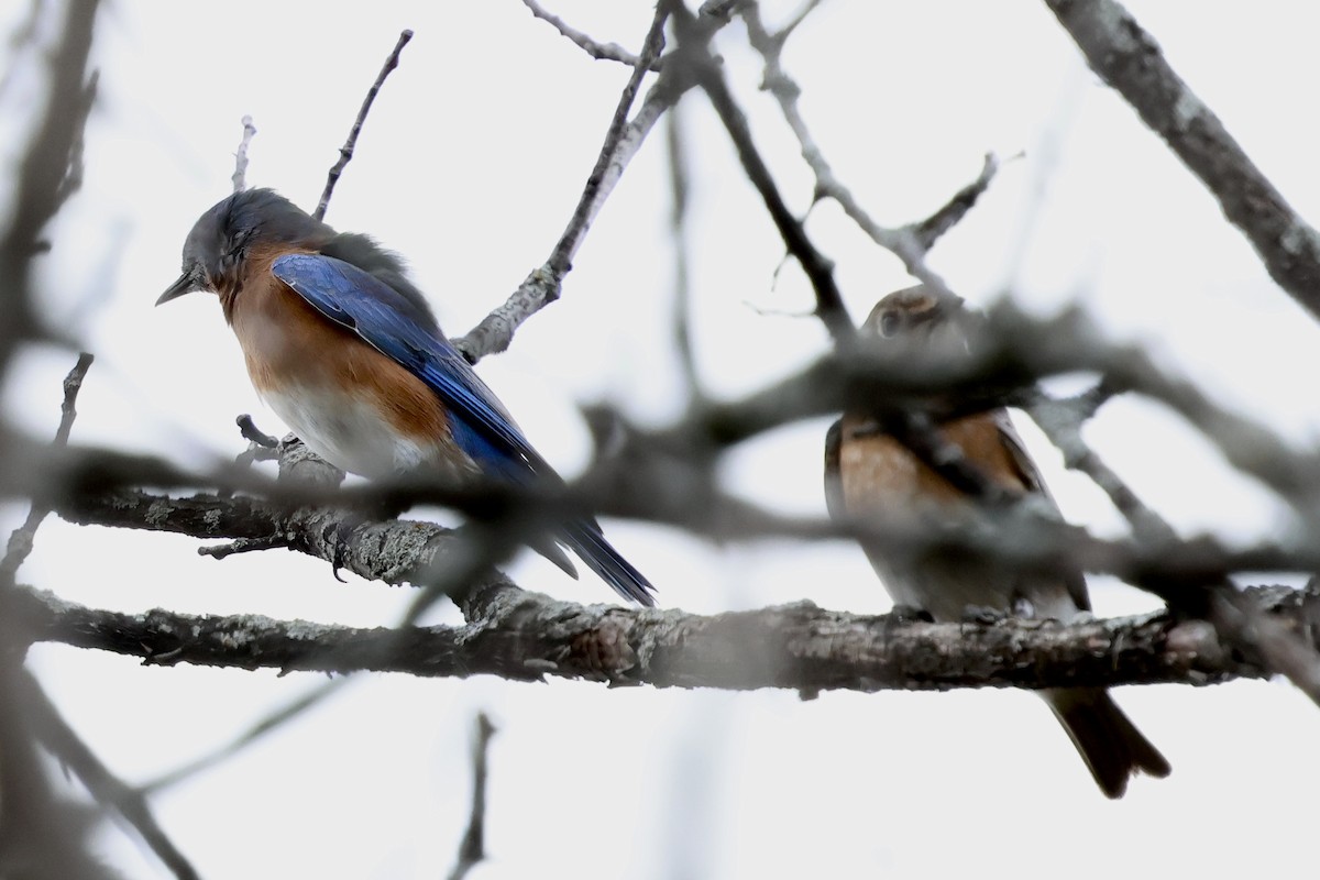 Eastern Bluebird - ML643848795