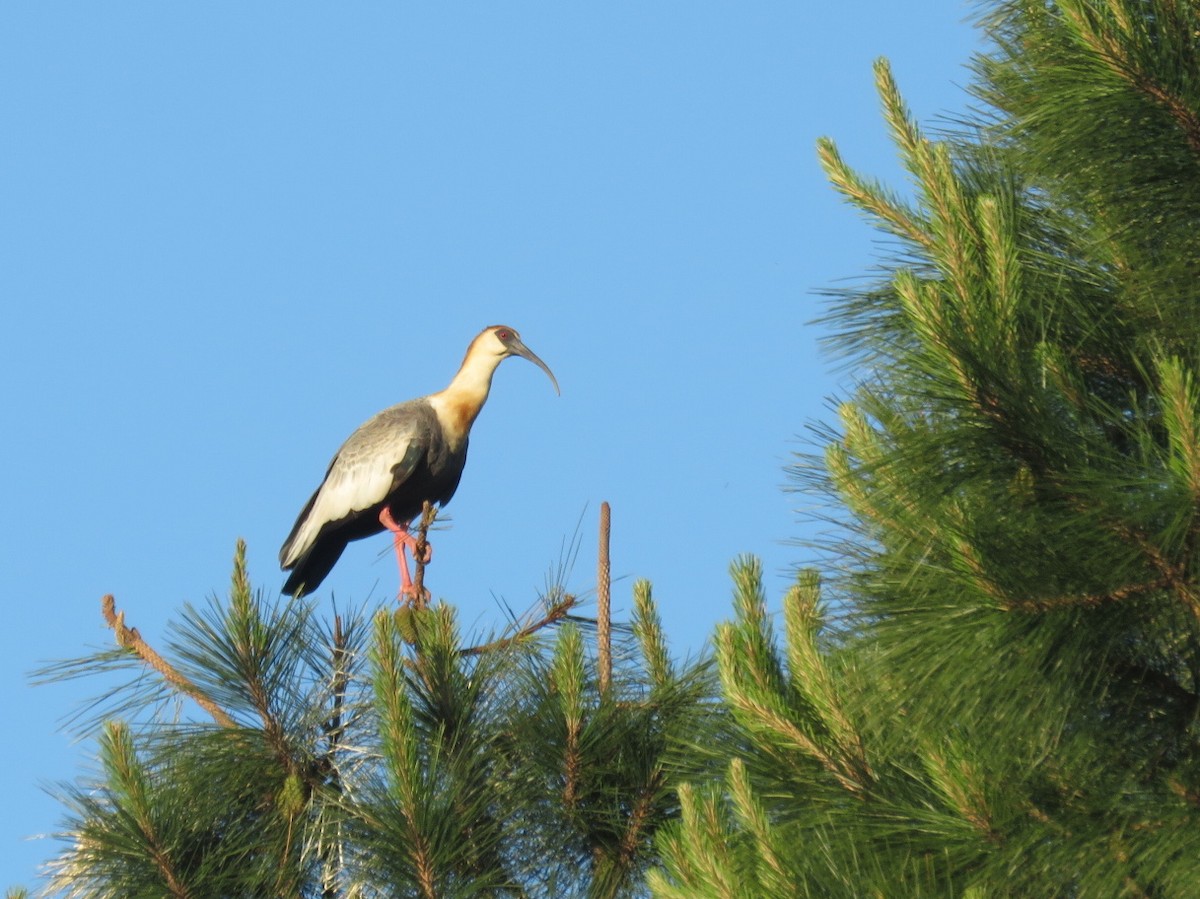 Светлошейный ибис - ML643848800